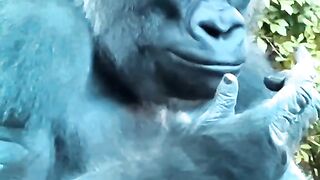 Funny Monkey Viral Video