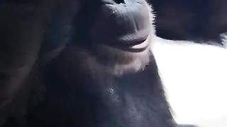 Funny Monkey Viral Video