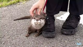 Otter's Reaction to Seeing Live Fish for the First Time.
