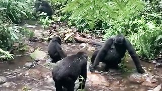 Funny Monkey Viral Video