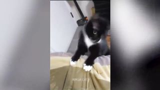 New Funniest Cats And Dogs Videos ???? Best Of The 2023 Funny Animal Videos ????