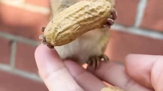The cute chipmunk is eating peanuts.