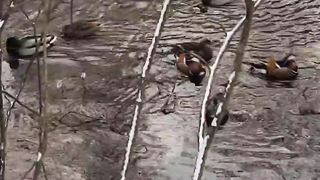 Red Book Mandarin ducks