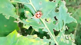 ladybug
