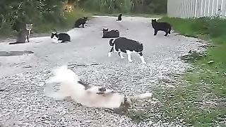 Cat panic