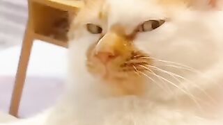 Don't touch me meoww cat funny