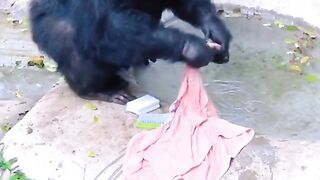 Funny Monkey Viral Video