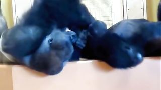 Funny Monkey Viral Video