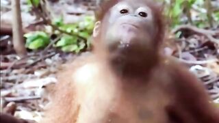 Funny Monkey Viral Video