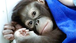 Funny Monkey Viral Video