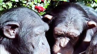 Funny Monkey Viral Video