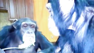Funny Monkey Viral Video