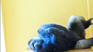 Funny Monkey Viral Video