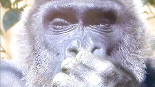 Funny Monkey Viral Video