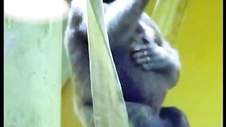 Funny Monkey Viral Video