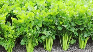 Top 11 Health Benefits of CELERY – Dr. Berg