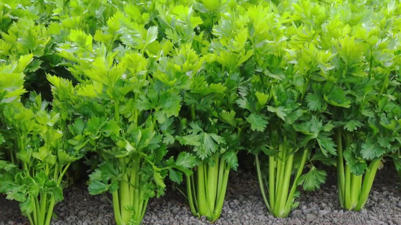 Top 11 Health Benefits of CELERY Dr. Berg by heidi5959 on Febspot