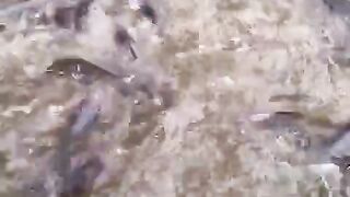 Segmen pembesaran ikan lele sistem TEBAR PADAT