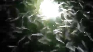 Dengan Nitrobacter, air kolam Hijau cerah, ikan lele sehat, gesit, dan rakus makan