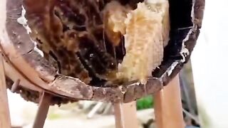 How to get honey ???????? to get girl ???? you too