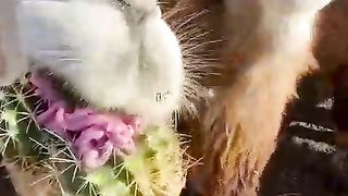 How to get animal camel ???????? candle ????️ to make r