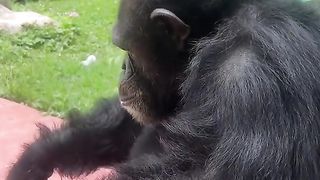 Funny Monkey Viral video