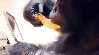 Funny Monkey Viral Video