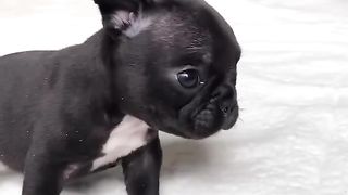 Mon chiot coriace
