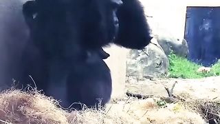 Funny Monkey Viral Video
