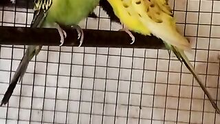 The parrots give us a message of love