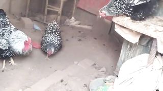 Subrite breed