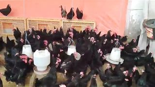 The black color is liked by people