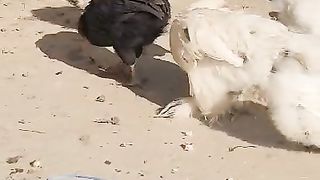 The silky chicks ll Fancy mm ñ
