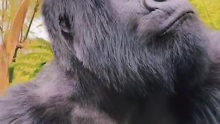Funny Monkey Viral Video
