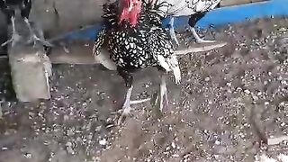 A race of hens