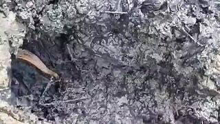 Hunting Eels With Bare Hands - Traditional Method