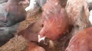 A farm house of birds ll hens