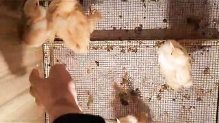 The small innocent chicks