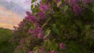 A kilometer of lilac in the Crimea