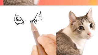 cat drawing