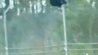 The bear crosses the border between Poland and Belarus