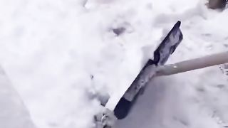 Funny animals
