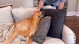 My dog bought what？! #dog #goldenretriever