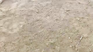 خونخوار درندہ