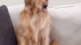 My dog threw away all of my stuff! #dog #goldenretriever