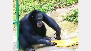Funny Monkey Viral Video