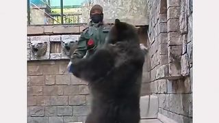 Funny Panda Viral Video