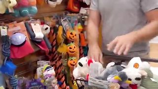 We gave toys to shelter dogs for their birthday! #dog #goldenretriever
