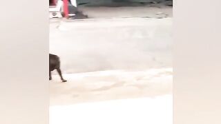 Funny animals
