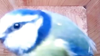 From nest creation to nest abandonment by chicks